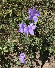 Ruellia nudiflora nudiflora