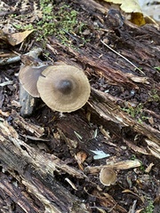 Arrhenia epichysium