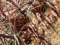 Ferocactus