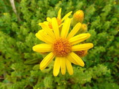 Senecio selloi