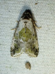 Maliattha synochitis