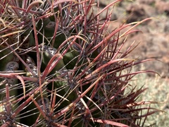 Ferocactus
