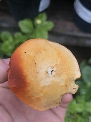 Gymnopilus