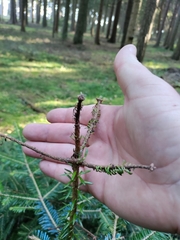 Adelges nordmannianae