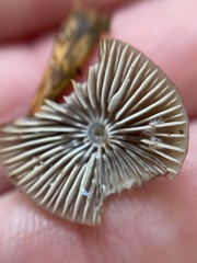 Arrhenia epichysium