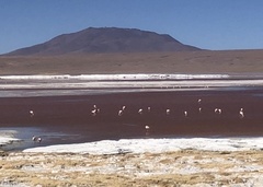 Phoenicopterus chilensis