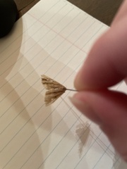 Macrochilo orciferalis