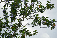 Artocarpus
