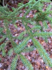 Picea rubens