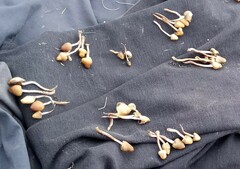 Psilocybe semilanceata