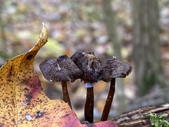 Arrhenia epichysium