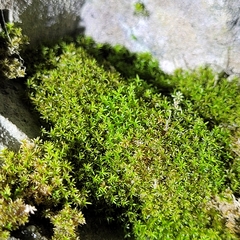 Gymnostomum aeruginosum