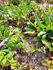 Brassicaceae