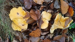 Cantharellus pallens