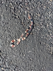 Micruroides euryxanthus