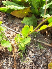 Brassicaceae