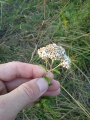 Achillea millefolium