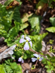 Brassicaceae