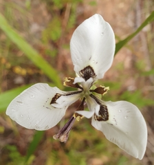 Moraea tricuspidata