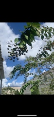 Platanaceae