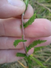 Achillea millefolium