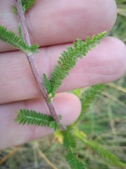 Achillea millefolium
