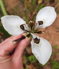 Moraea tricuspidata