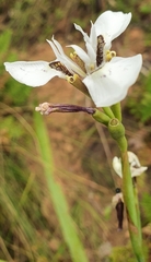 Moraea tricuspidata