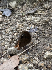 Gyrocheilus patrobas