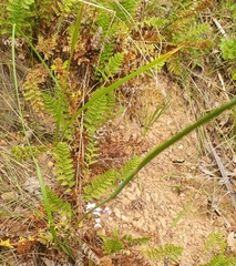 Moraea tricuspidata