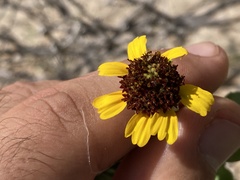 Encelia palmeri