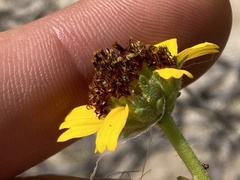 Encelia palmeri