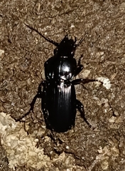 Pterostichus melanarius