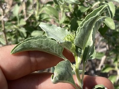 Encelia palmeri