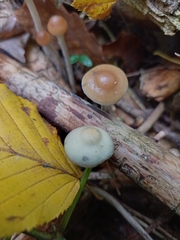 Psilocybe serbica