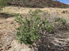 Encelia palmeri