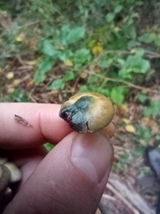 Psilocybe serbica
