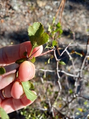 Crataegus michauxii