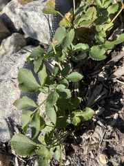 Zizia aurea