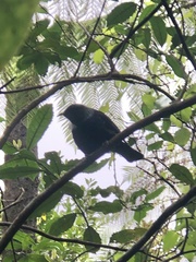 Prosthemadera novaeseelandiae novaeseelandiae