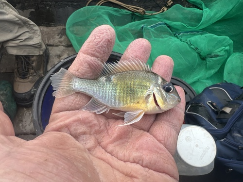 Cupid Cichlid (Biotodoma cupido) — Cichlidae — 2