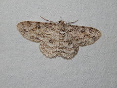 Ascotis reciprocaria