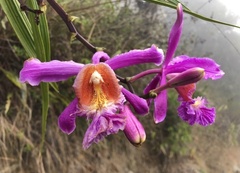 Sobralia dichotoma