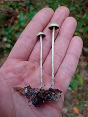 Psilocybe serbica