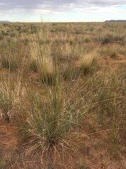 Sporobolus contractus