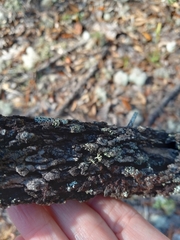 Crataegus michauxii