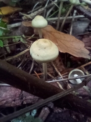 Psilocybe serbica