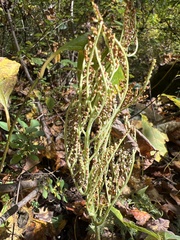 Sceptridium dissectum dissectum