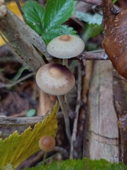 Psilocybe serbica