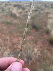 Sporobolus contractus